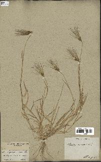 spécimen de Triticum ovatum