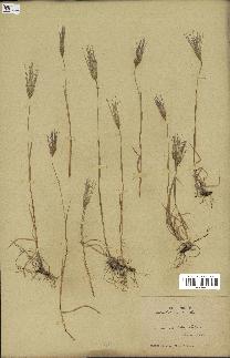 spécimen de Triticum ovatum