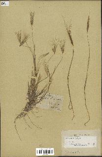 spécimen de Triticum ovatum