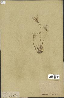 spécimen de Triticum ovatum