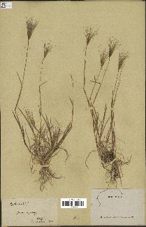 spécimen de Triticum ovatum