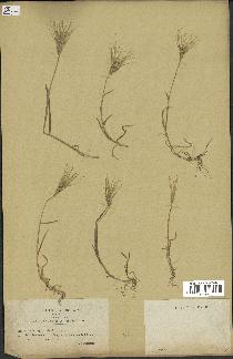 spécimen de Triticum ovatum