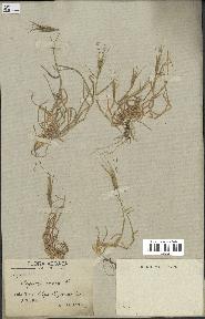 spécimen de Triticum ovatum
