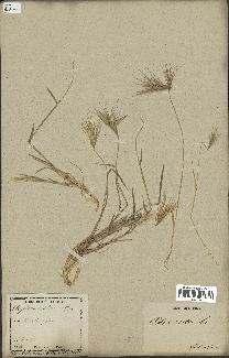 spécimen de Triticum ovatum