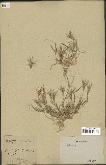spécimen de Triticum ovatum