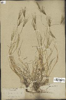 spécimen de Triticum ovatum