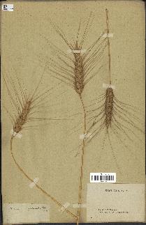 spécimen de Triticum vulgare