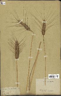 spécimen de Triticum vulgare