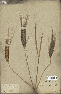 spécimen de Triticum vulgare