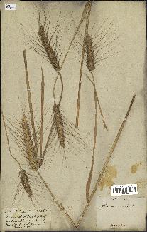 spécimen de Triticum vulgare