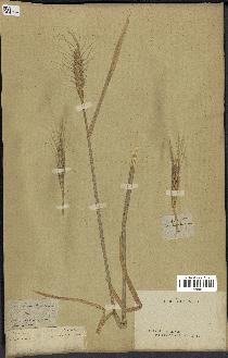 spécimen de Triticum vulgare