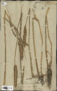 spécimen de Triticum sativum