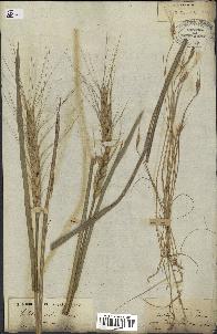 spécimen de Triticum sativum