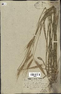 spécimen de Triticum monococcum