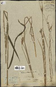 spécimen de Triticum monococcum