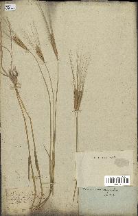 spécimen de Triticum monococcum