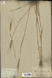 spécimen de Triticum monococcum