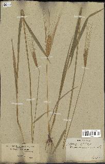 spécimen de Triticum monococcum