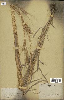 spécimen de Triticum monococcum