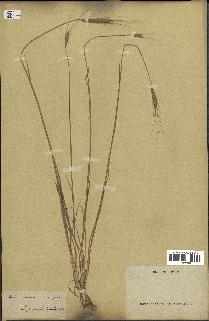 spécimen de Triticum monococcum