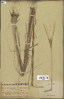 spécimen de Triticum monococcum