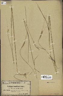 spécimen de Triticum monococcum