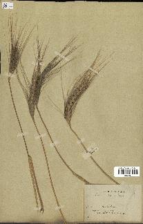 spécimen de Triticum durum