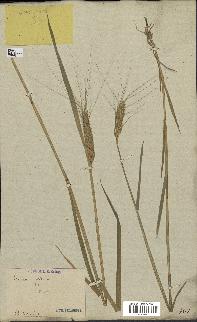 spécimen de Triticum sativum