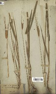 spécimen de Triticum monococcum