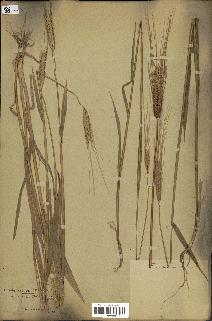 spécimen de Triticum monococcum