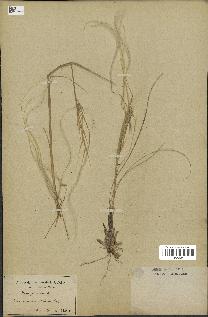 spécimen de Stipa pennata