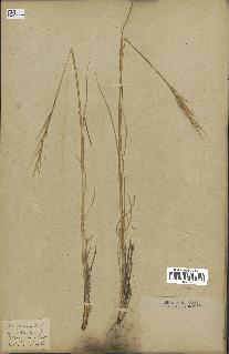 spécimen de Stipa pennata