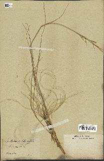 spécimen de Stipa pennata