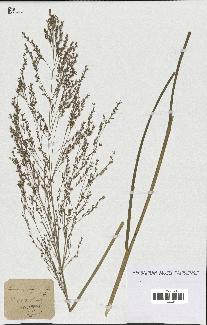 spécimen de Panicum virgatum