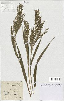 spécimen de Panicum miliaceum