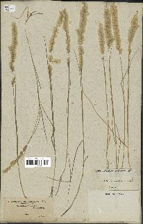 spécimen de Melica ciliata