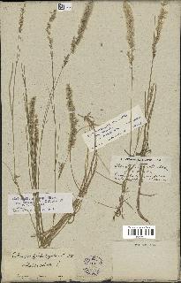spécimen de Melica ciliata