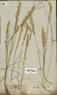 spécimen de Melica ciliata