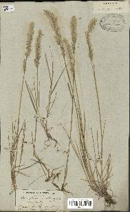 spécimen de Melica ciliata