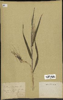 spécimen de Triticum vulgare