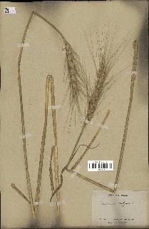 spécimen de Triticum vulgare