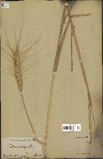 spécimen de Triticum vulgare