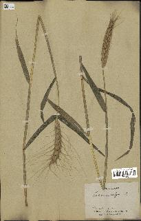 spécimen de Triticum vulgare