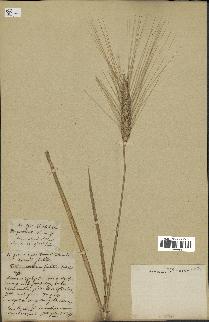 spécimen de Triticum vulgare