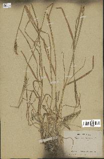 spécimen de Triticum vulgare