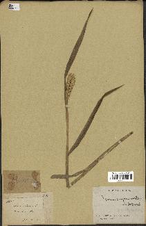 spécimen de Triticum vulgare