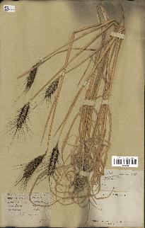 spécimen de Triticum vulgare