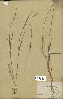 spécimen de Triticum monococcum