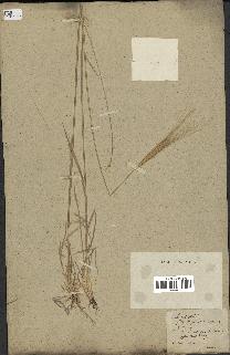 spécimen de Triticum monococcum