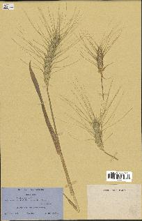 spécimen de Triticum sativum